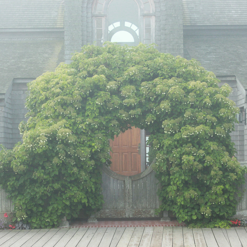 On a foggy morning, a very large and established climbing hydrangea blooms on a wooden pergola with a gate.