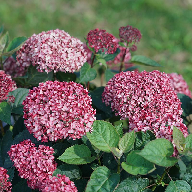 Invincibelle Garnetta Smooth Hydrangea has garnet hued buds that open into lush pink blooms