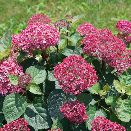 The flowers of Invincibelle Garnetta smooth hydrangea just beginning to open up and showing their deep garnet-pink color.