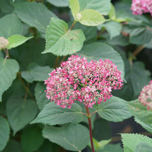 A single bloom of Invincibelle Garnetta smooth hydrangea just beginning to open.