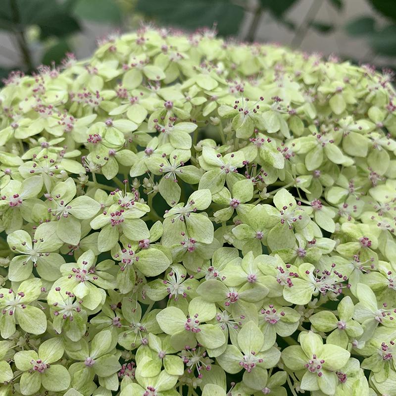 Proven Winners Smooth Hydrangea - Thumbnail 5