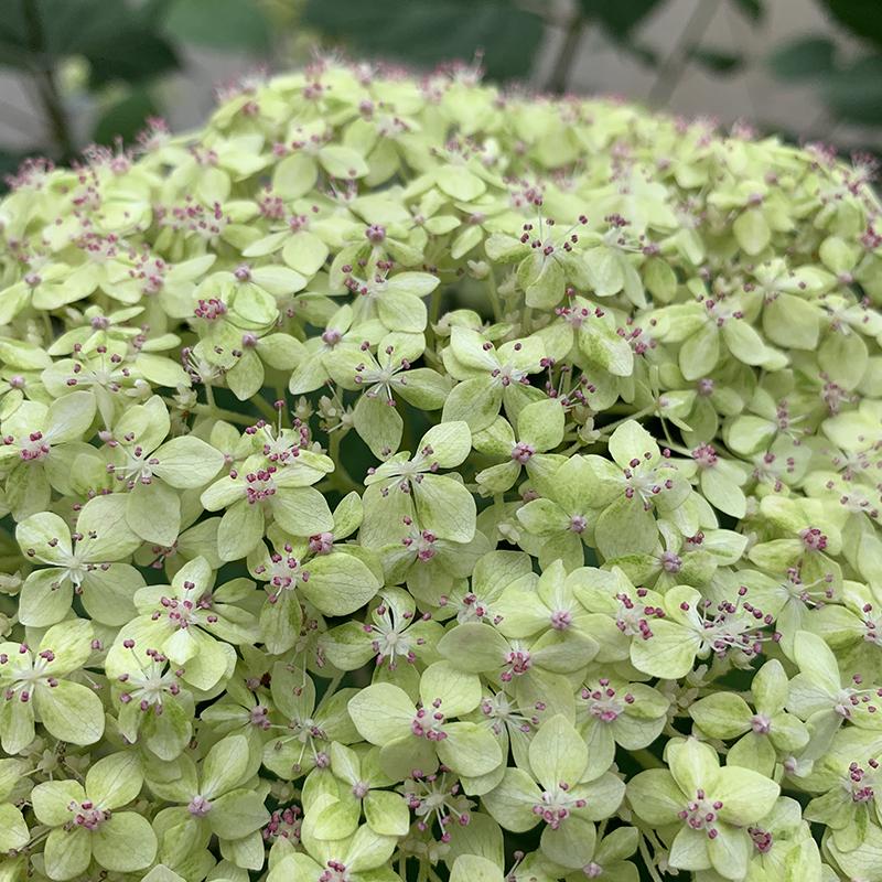 a close look at the unique florets of Lime Rickey® Smooth Hydrangea showing their marbelized jade color and crown of pink pollen.