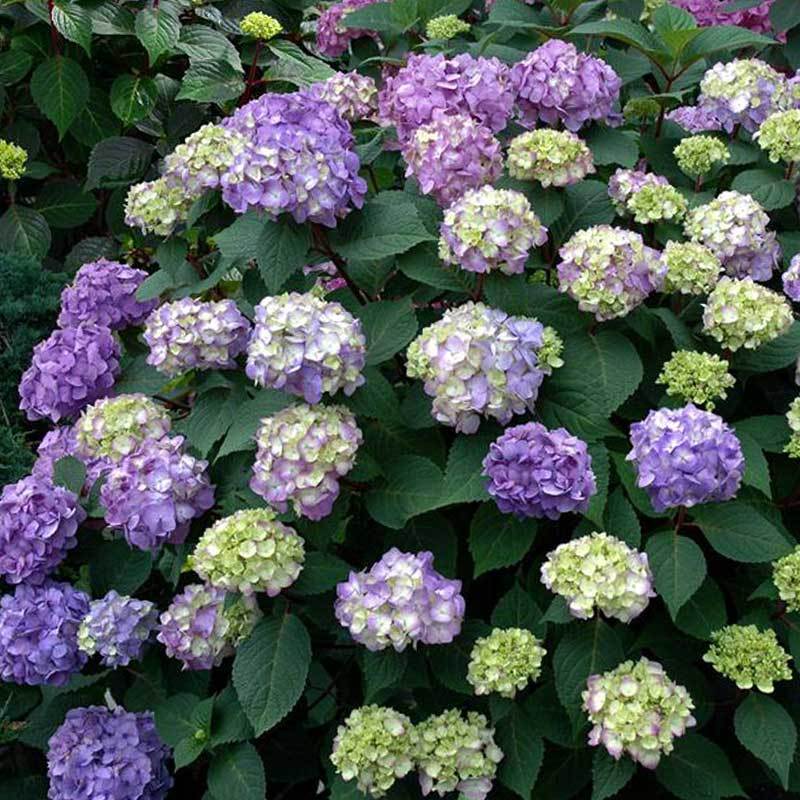 Endless Summer BloomStruck Bigleaf Hydrangea boasts big round purple mophead flowers.