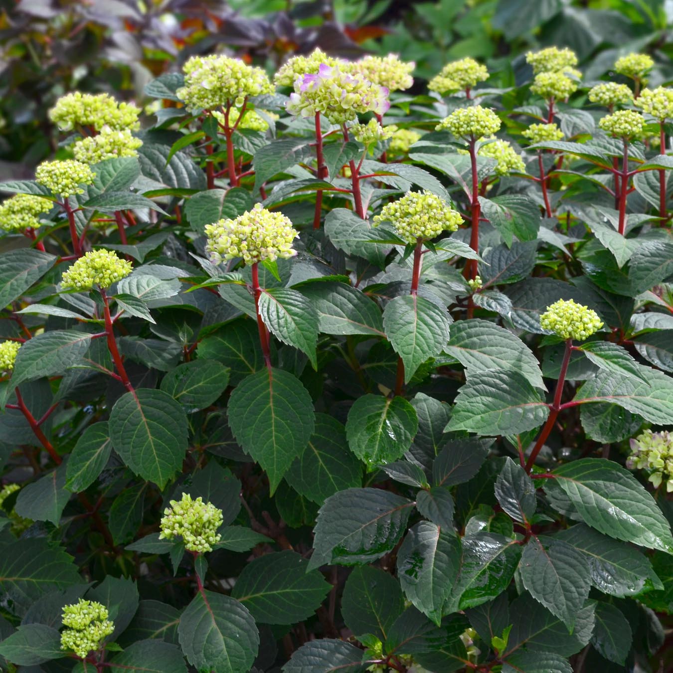 Endless Summer Bloomstruck hydrangea has unusual red stems to hold up its blooms.