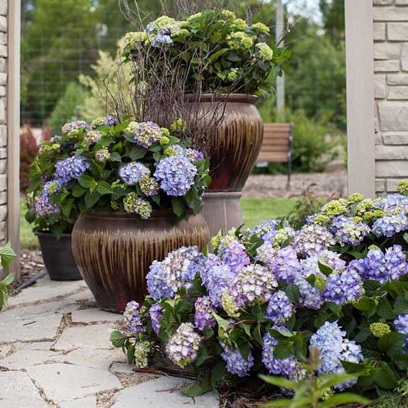 Plantings of Endless Summer Bloomstruck bigleaf hydrangea along a stone pathway and in a large brown ceramic container.