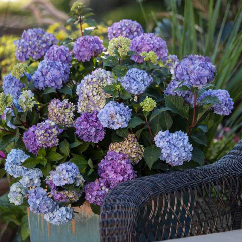 An Endless Summer Bloomstruck hydrangea planted in a large blue ceramic container next to a fake wicker armchair.