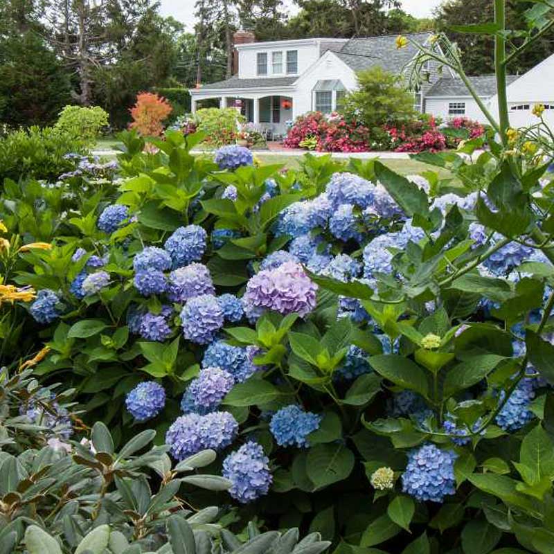 Endless Summer Bloomstruck hydrangea flowering in front of a white house.