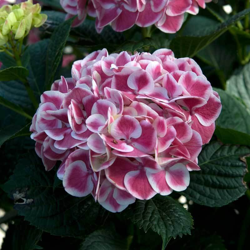 Cityline Mars Bigleaf Hydrangea is a compact two toned hydrangea