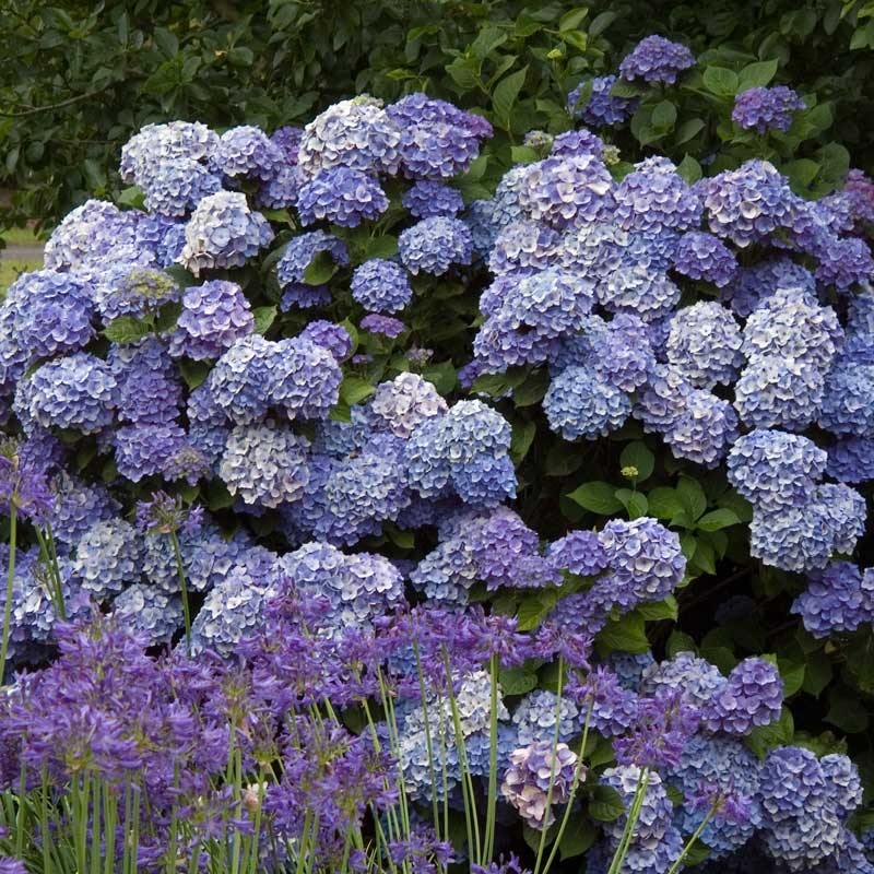 A mature specimen of Endless Summer hydrangea covered in purple blue mophead blooms.