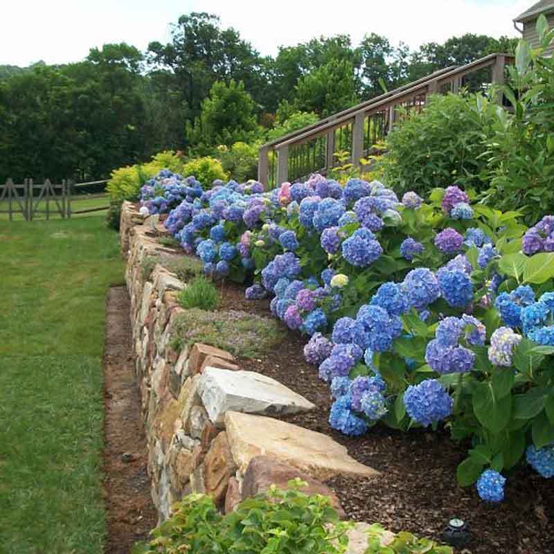 Endless Summer Bigleaf Hydrangea is a favorite garden hydrangea