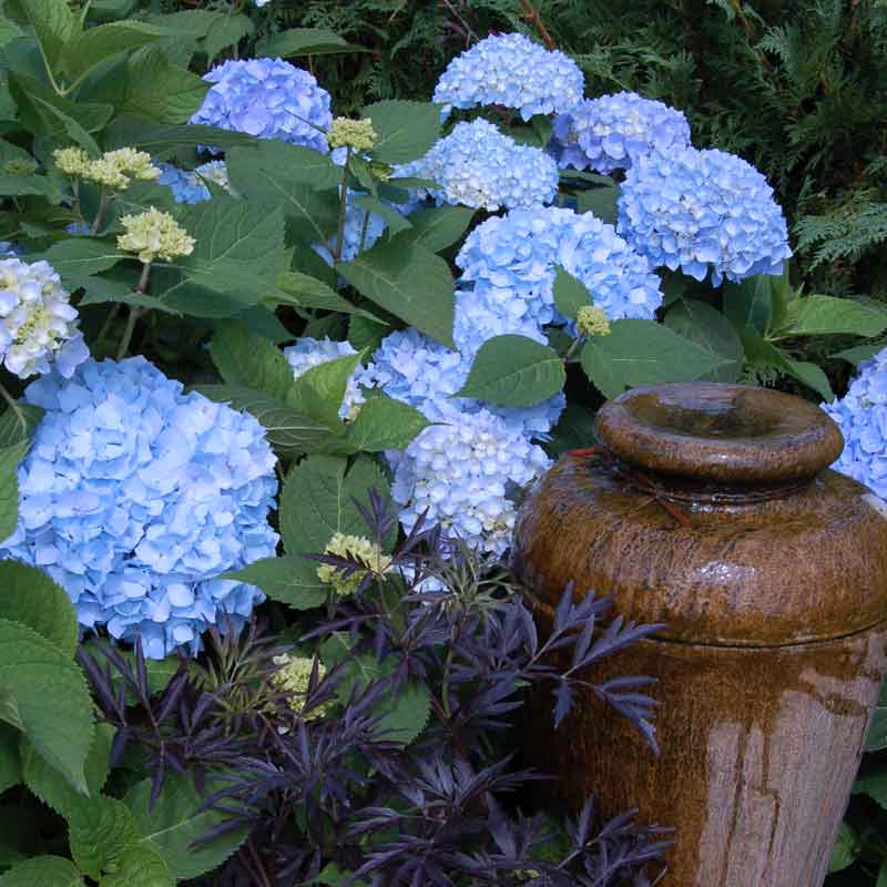 Endless Summer hydrangea blooms alongside Black Lace elderberry and a ceramic pot made into a fountain.