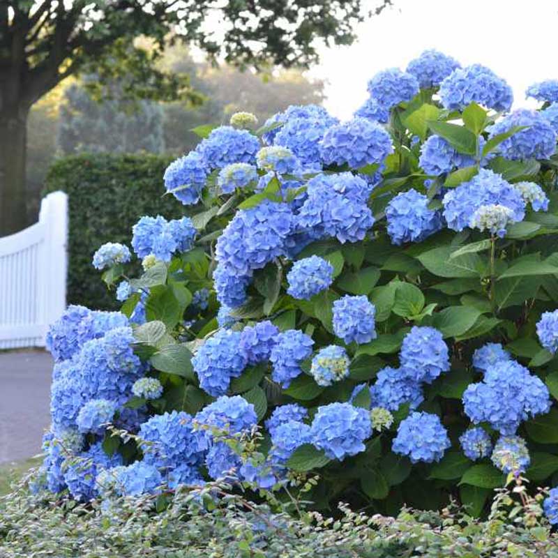 Endless Summer hydrangea covered in blue mophead blooms in front of a white gate.