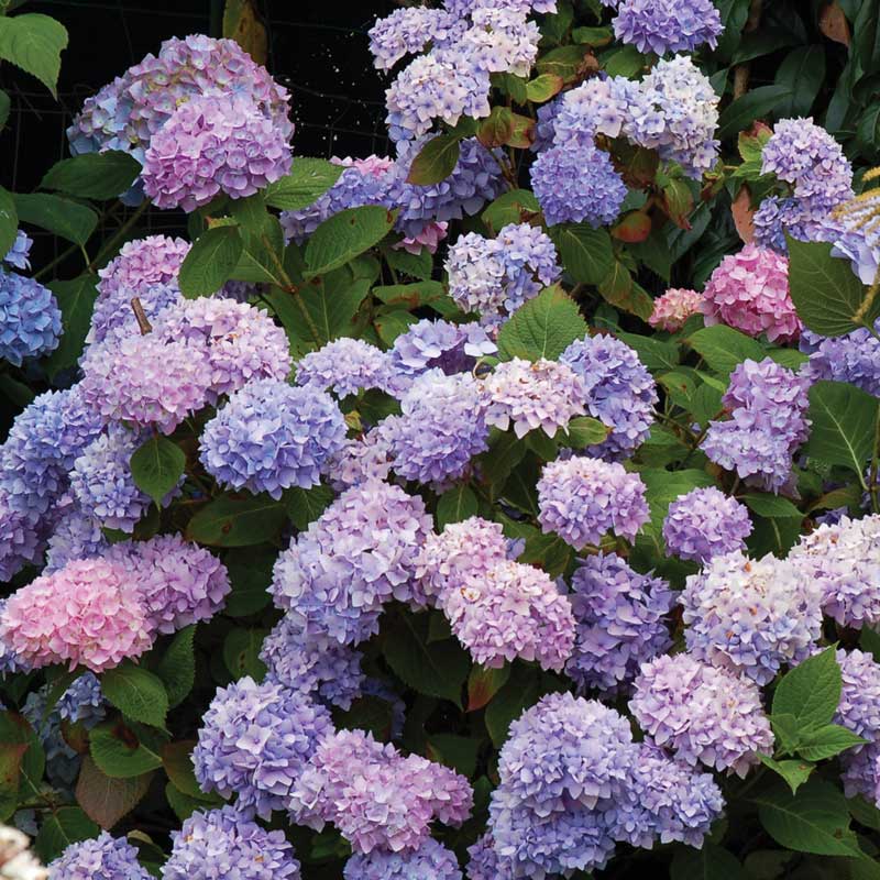 On this Endless Summer hydrangea a range of pink, purple, and blue tones can be seen in the flowers.