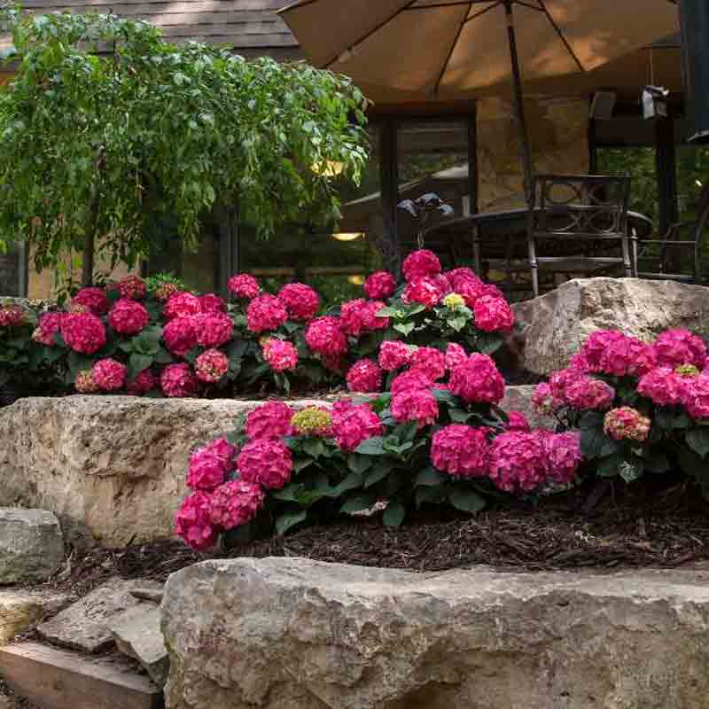 Six Summer Crush hydrangeas planted in a bed around a patio with a weeping cherry tree.
