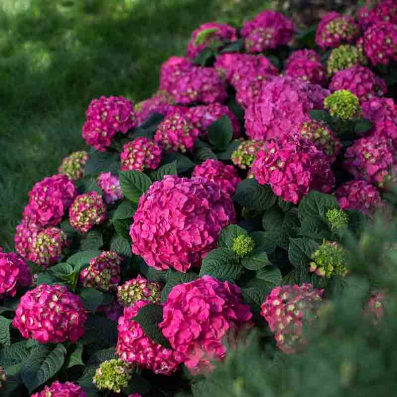 The large round blooms of Summer Crush hydrangea are dark pink and very full and round.
