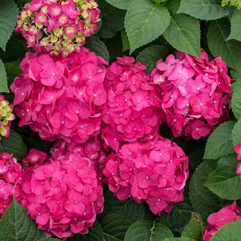 The large deep pink mophead blooms of Summer Crush hydrangea.