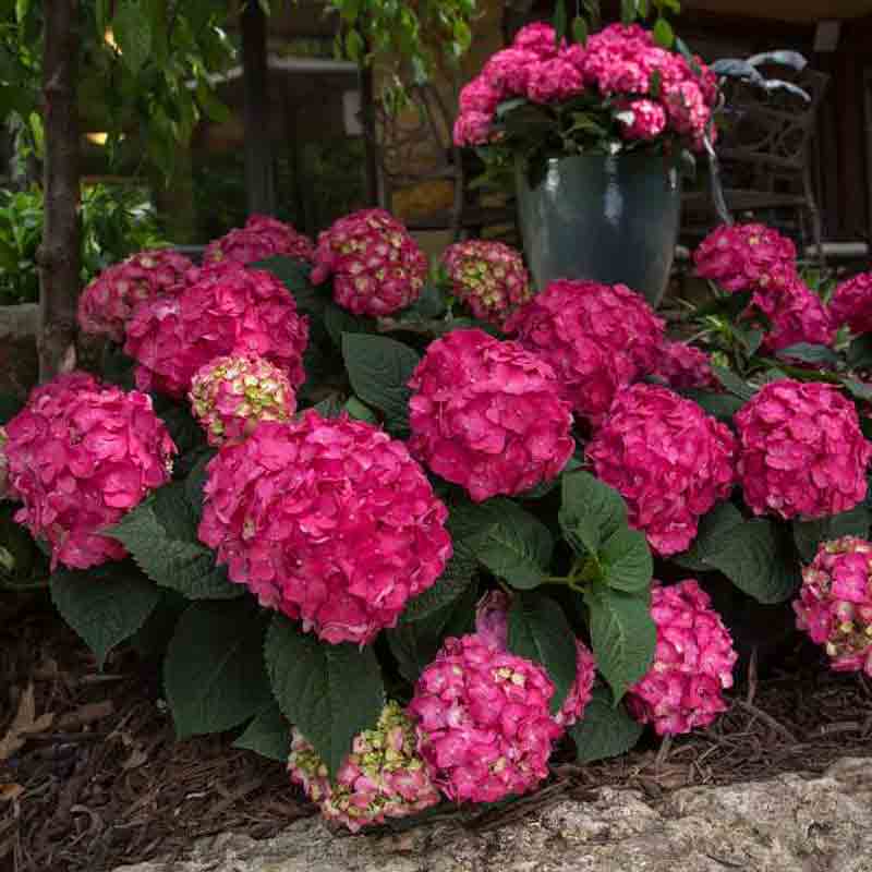 A specimen of Summer Crush hydrangea covered in deep red-pink blooms.