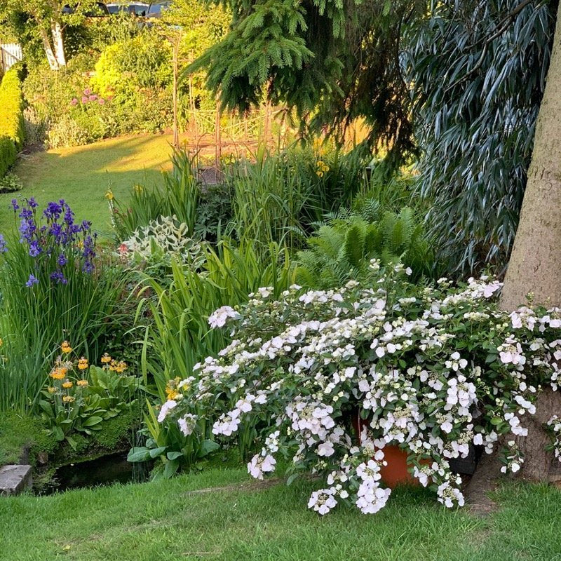 Fiarytrail Bride Cascading Hydrangea in a container at the base of a tree.