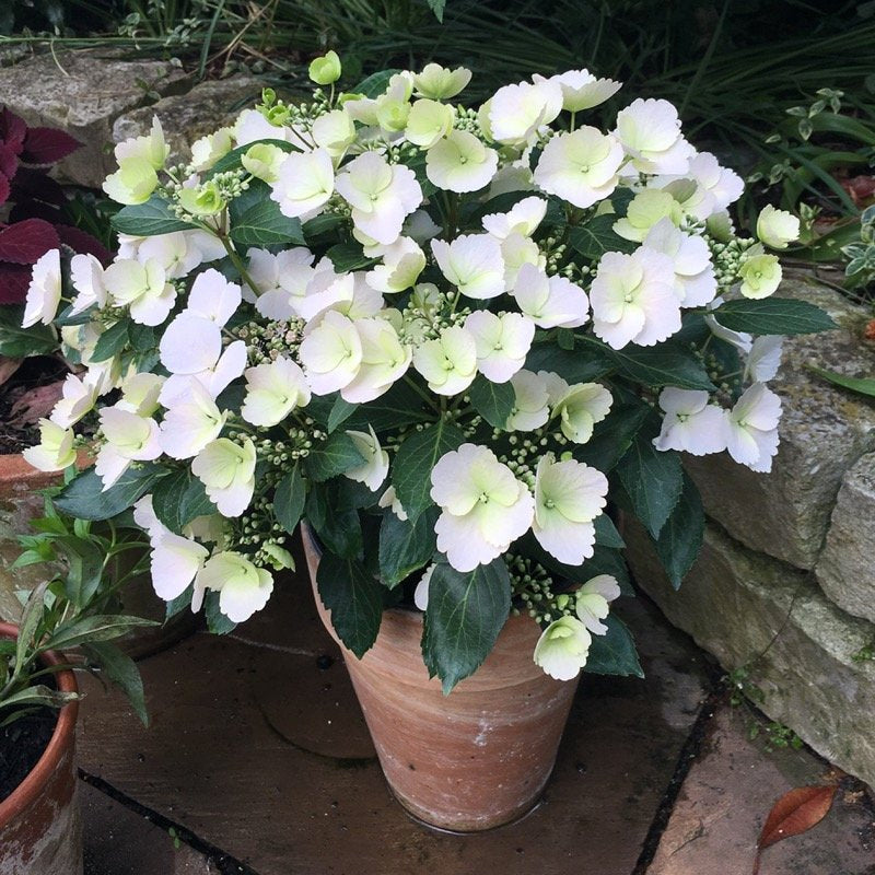 Fairytrail Bride Cascade Hydrangea in a container near a brick wall.