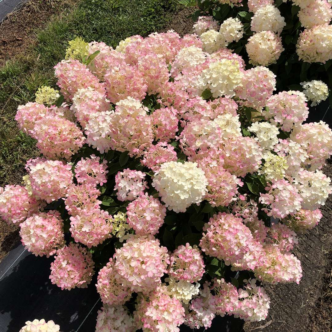 Firelight Tidbit Panicle Hydrangea transitioning to pink in late summer.