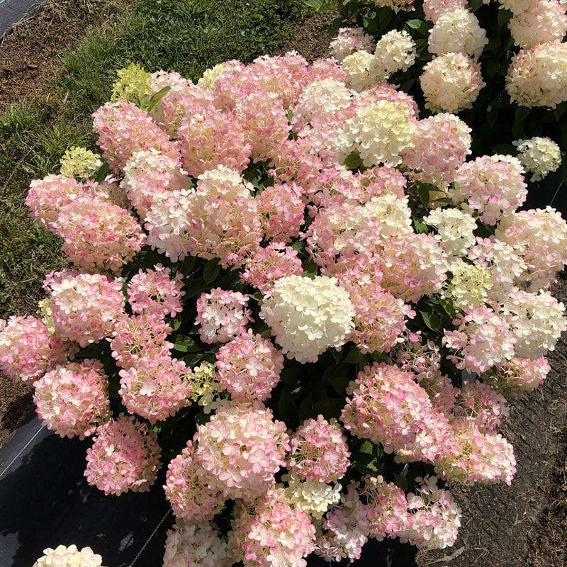 Firelight Tidbit Panicle Hydrangea transitioning to pink in late summer.