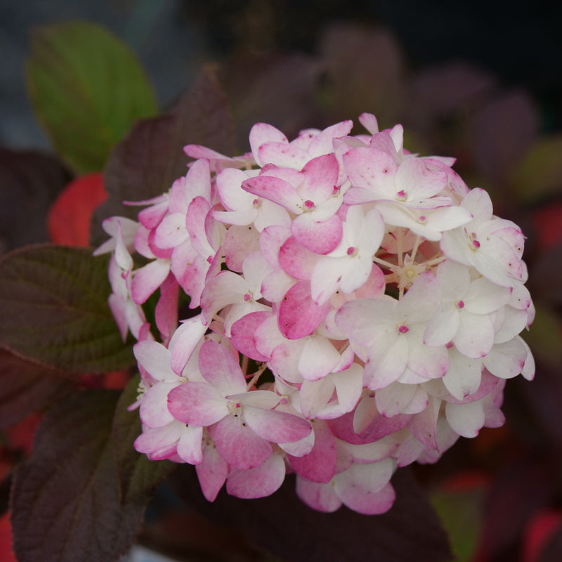 A close look at the mophead inflorescence of Fire Light Tidbit panicle hydrangea showing its vivid pink color.