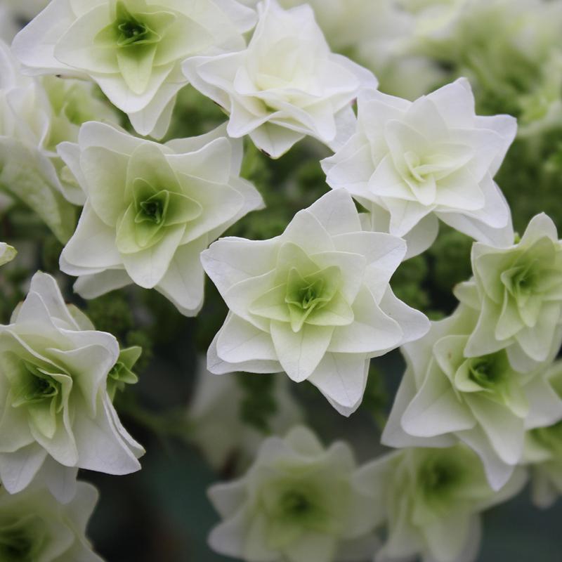 Gatsby Star Oakleaf Hydrangea has huge clusters of star shaped double flowers