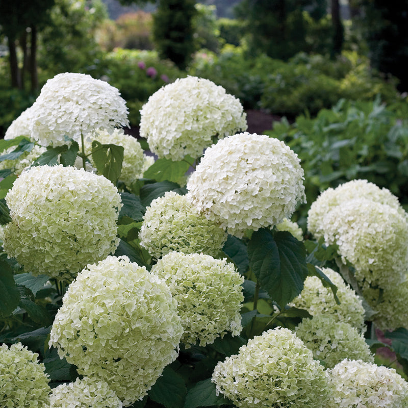 The extra large white and green mophead blooms of Incrediball smooth hydrangea.