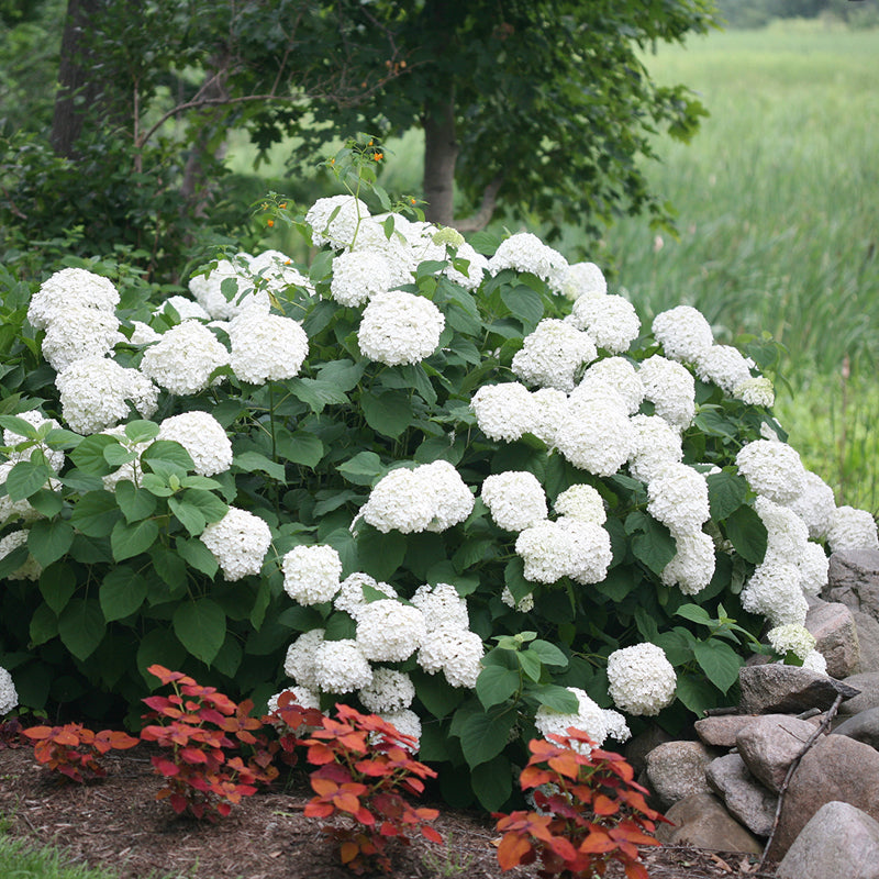 A well established specimen of Incrediball smooth hydrangea showing its numerous pure white mophead blooms.