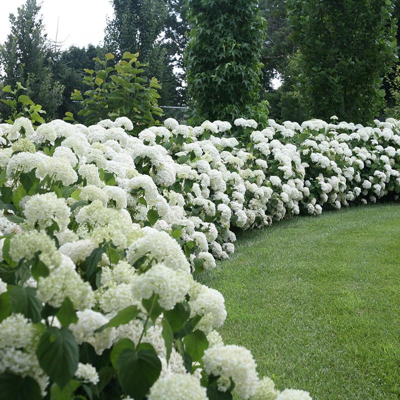 Incrediball Smooth Hydrangea boasts dozens of basketball sized blooms for over two months