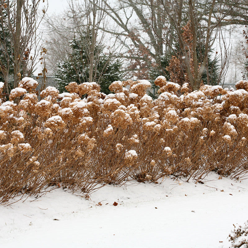 Incrediball smooth hydrangea offers significant winter interest even when it is brown and dormant, thanks to its large mophead flowers.