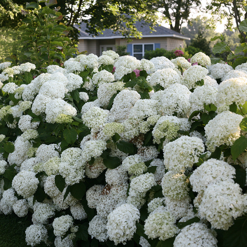 Incrediball smooth hydrangea blooming in front of a cozy tan cottage with blue shutters.