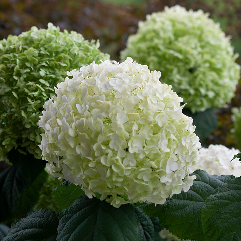 Three blooms of Incrediball smooth hydrangea showing the white, lime green, and deep green color progression.