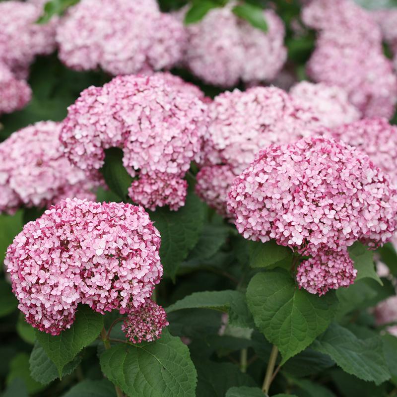 Incrediball Blush Smooth Hydrangea has massive blush hued flowers