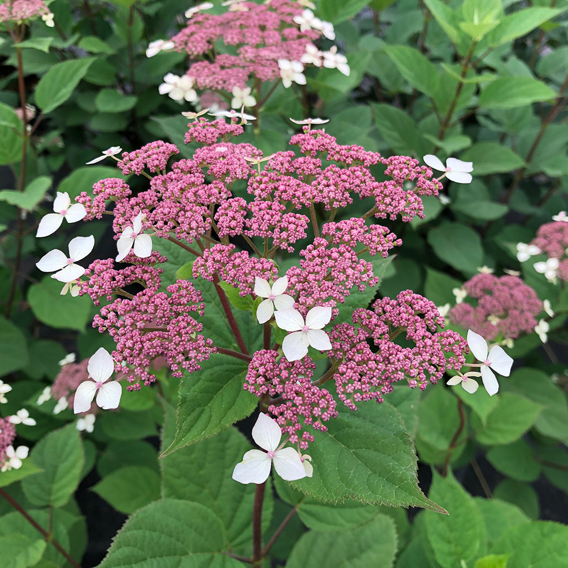 A closeup of the flower of Invincibelle Lace smooth hydrangea with its deep pink fertile florets just about to burst open and attract pollinators.