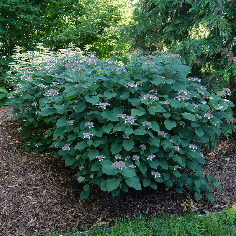 Invincibelle Lace smooth hydrangea planted in a semi shaded garden showing its abundant pink blooms and very sturdy stems.
