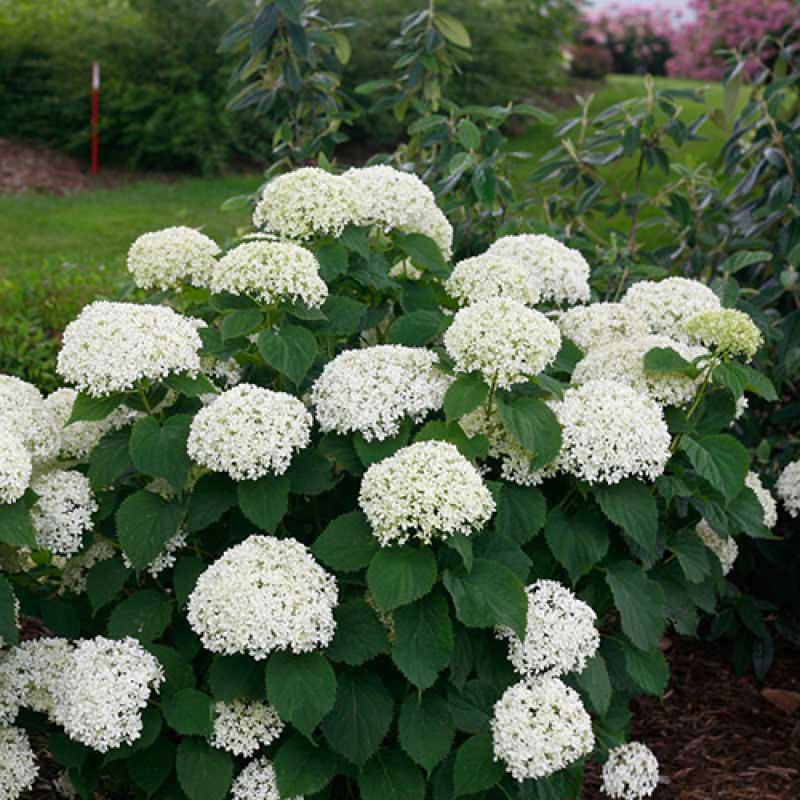 Invincibelle Limetta Smooth Hydrangea has soft lime green blooms that last for weeks