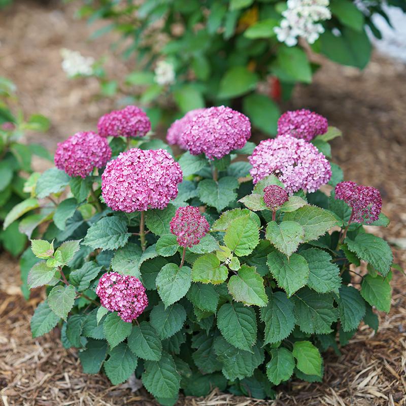 Invincibelle Mini Mauvette Smooth Hydrangea has big blooms on a compact habit