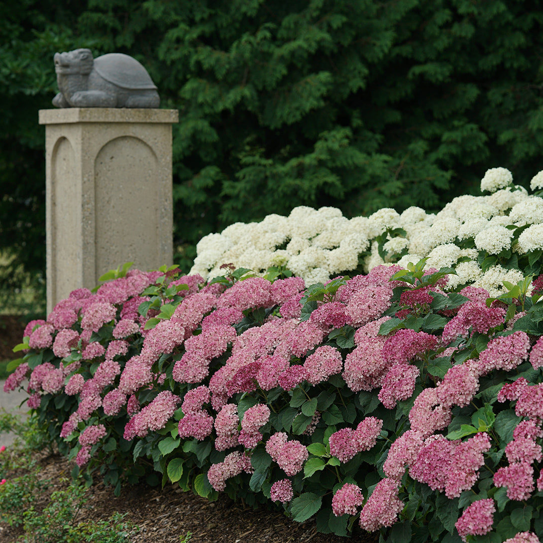 A low hedge of Invincibelle Mini Mauvette smooth hydrangea blooming next to a concrete gate post topped with a turtle sculpture.