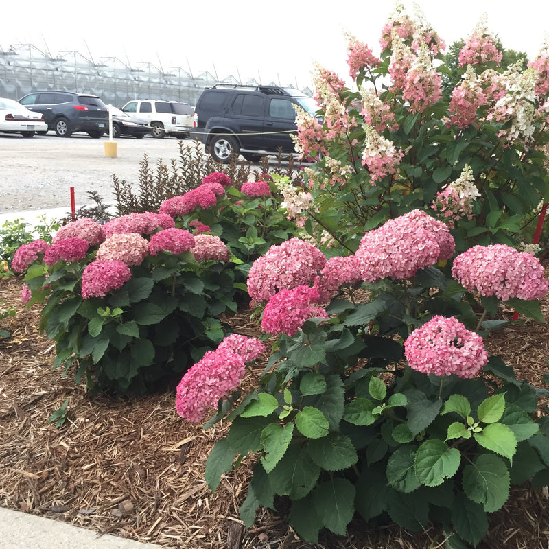 Two specimens of Invincibelle Mini Mauvette smooth hydrangea showing their dwarf habit and heavy flowering ability.