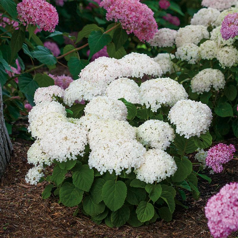 Invincibelle Wee White is a dwarf, improved version of Annabelle hydrangea.