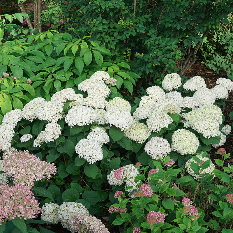 Three Invincibelle Wee White hydrangeas blooming in a lightly shaded spot in a garden.