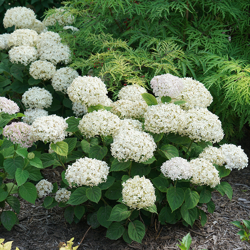 Invincibelle Wee White hydrangea blooming in front of a lacy leafed golden elderberry.