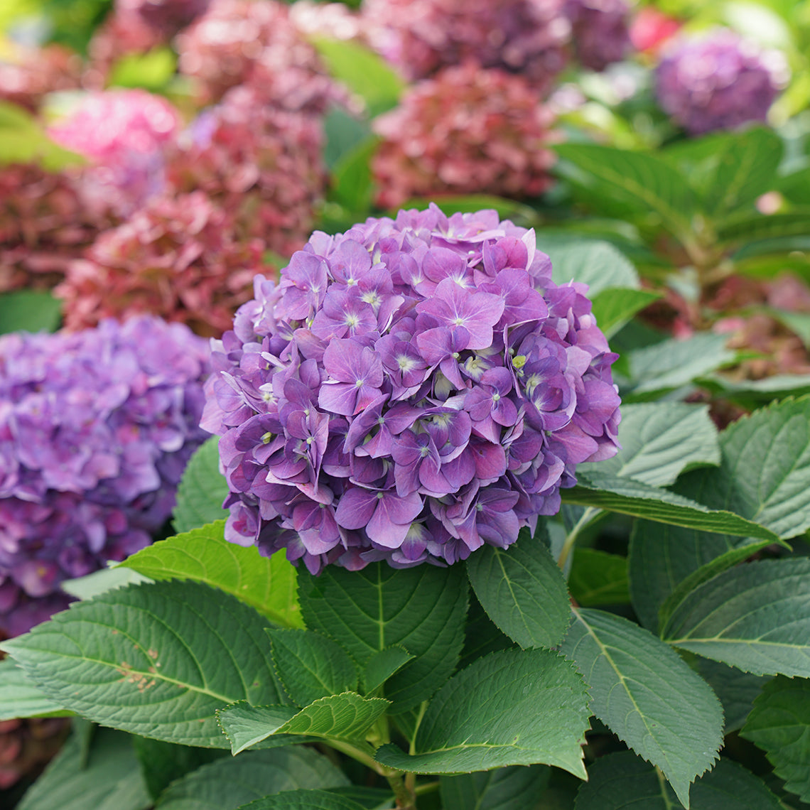 A large purple mophead flower of Let's Dance Arriba reblooming bigleaf hydrangea.