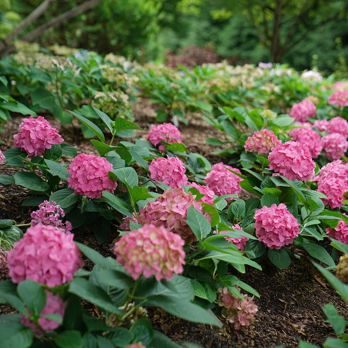 Let's Dance Arriba has bright pink blooms in summer.