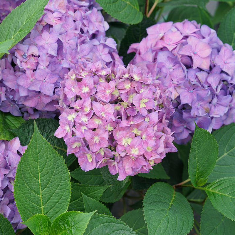 Three large purple mophead blooms on Let's Dance Arriba reblooming bigleaf hydrangea.