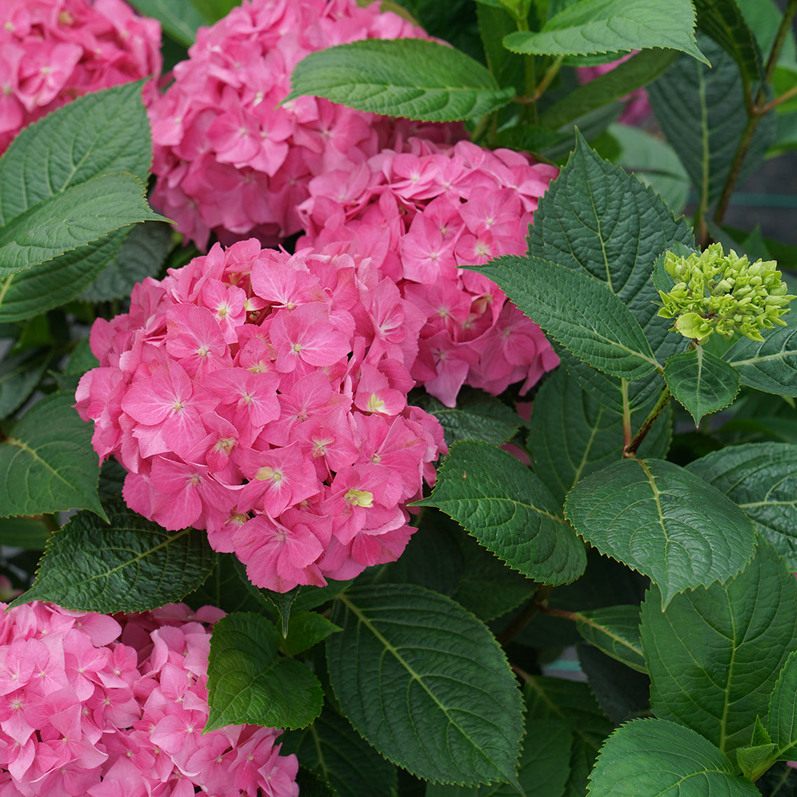 Several bright pink mophead flowers on Let's Dance Arriba reblooming bigleaf hydrangea.