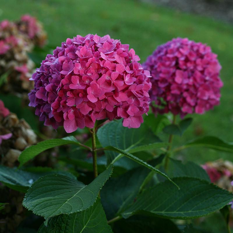 Let's Dance® Rave® Bigleaf Hydrangea has vivid blooms in pink or violets.