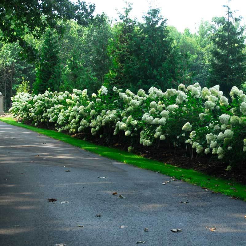 Limelight Panicle Hydrangea is a best seller and creates the perfect long flowering hedge