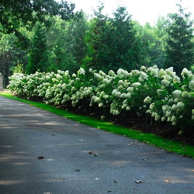How Far Apart Should You Plant Hydrangeas?